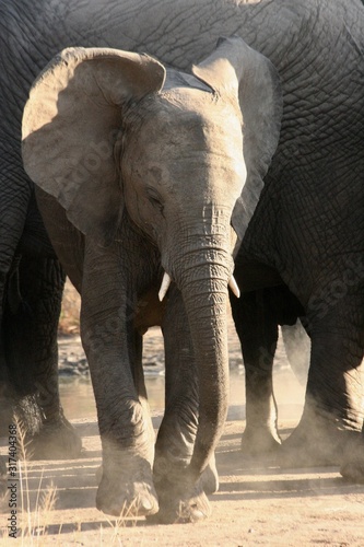 Photography elephants playing