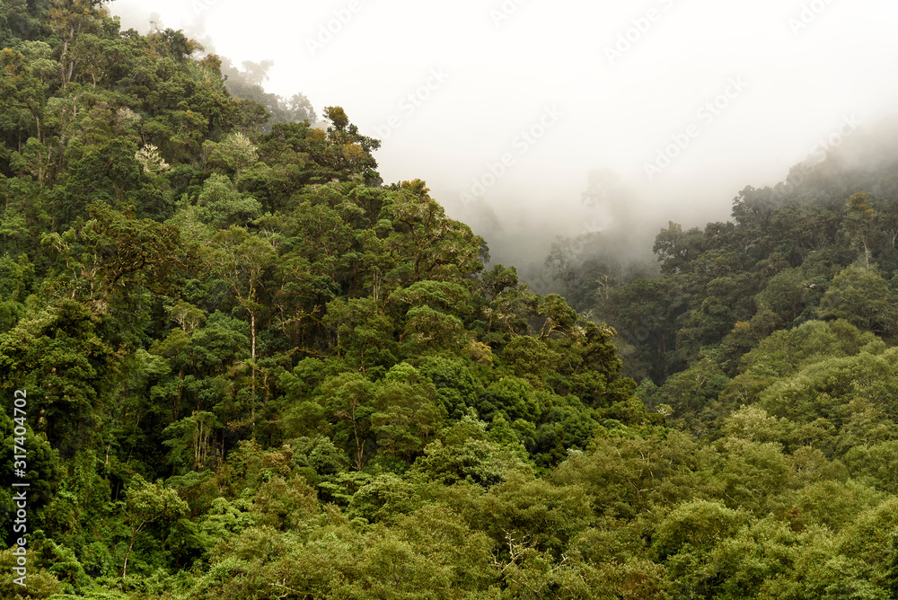 Regenwald in Costa Rica