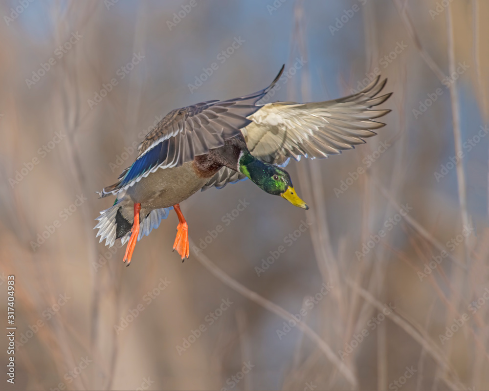 Fototapeta premium Mallard Drake in flight