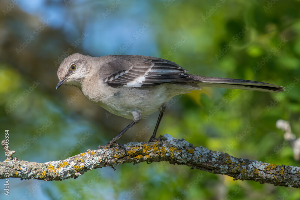 Obraz premium Northern Mockingbird on a perch