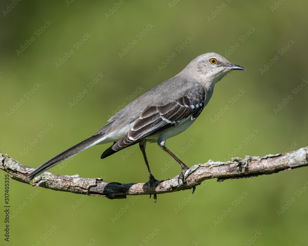 Obraz premium Northern Mockingbird on a perch