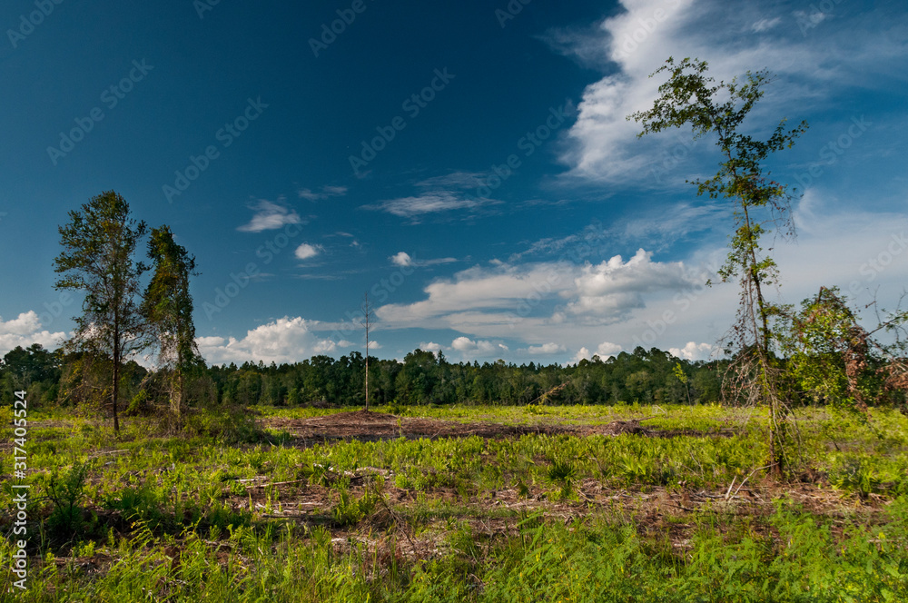 Fototapeta premium Deforestation in Florida
