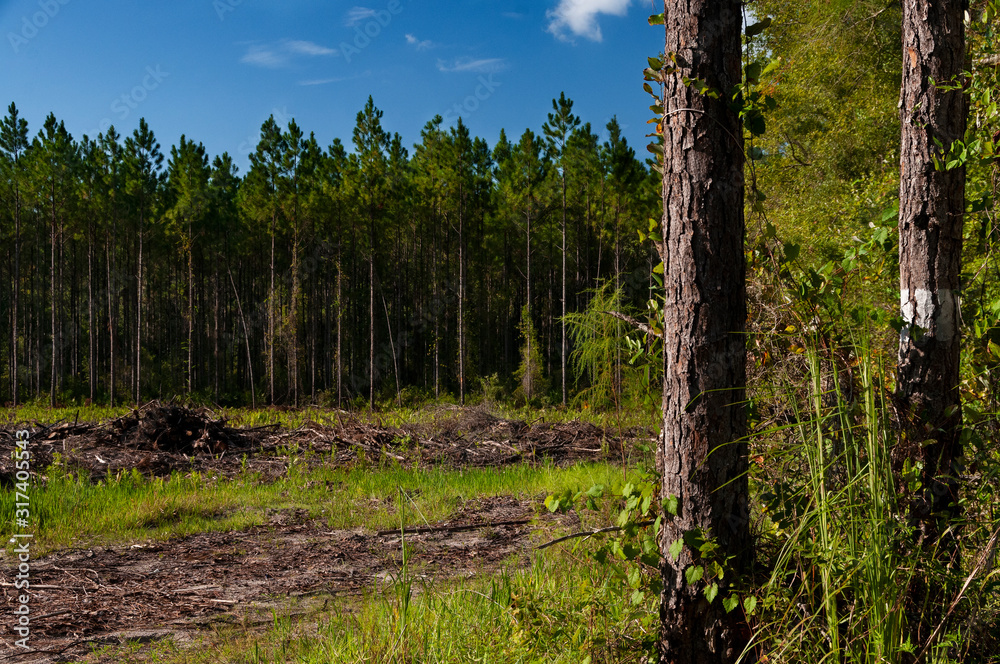 Fototapeta premium trees in the forest