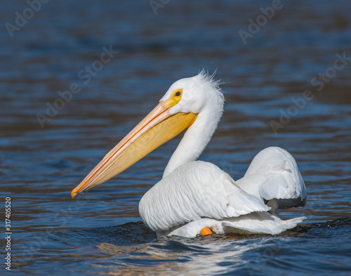 American White Pelican swimming in the water at Grand Lake, Oklahoma