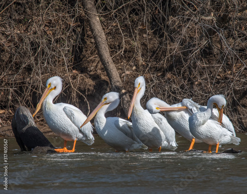 A goup of American White Pelicans sitting on a floating log photo