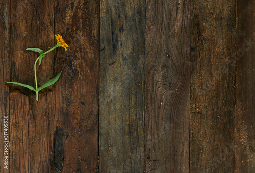 flower and green leaves on wooden background