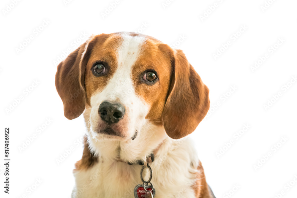 Large beagle hound mix portrait on white background