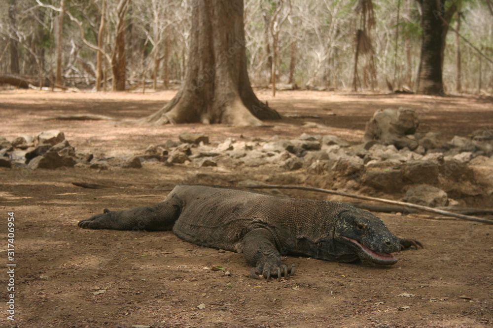 Komodo Dragon Komodo Dragon