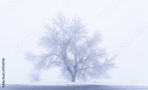Icy trees in the fog