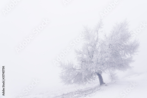 Icy trees in the fog