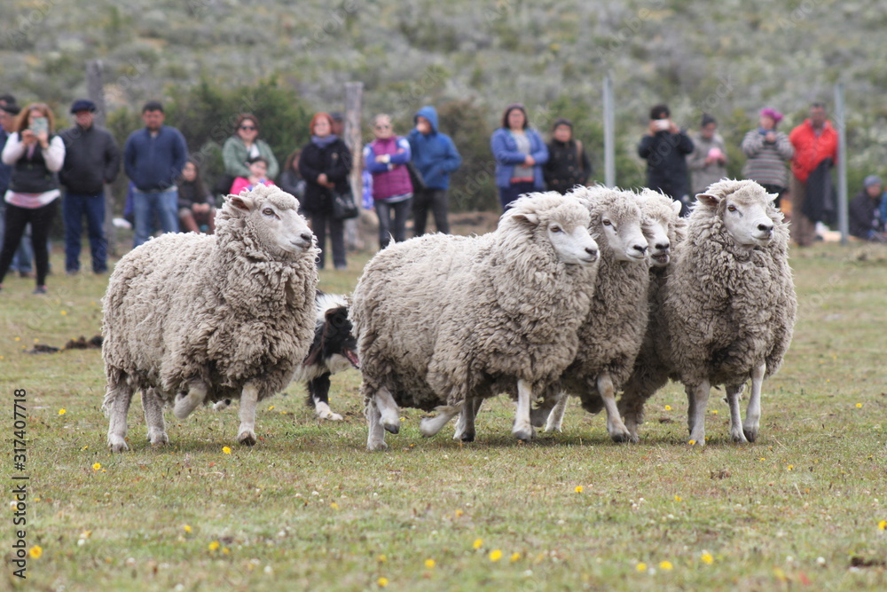 Naklejka premium flock of sheep