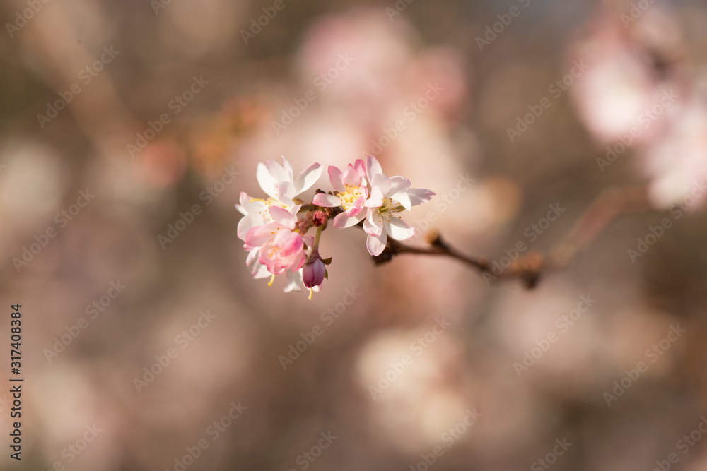 Fototapeta premium Cherry blossoms on blurred floral background