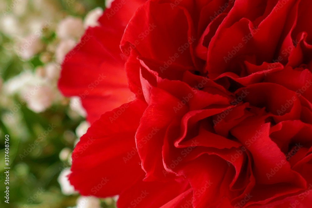 Red geranium flower close-up on a blurred white flowers background.Floral spring background. Spring season. Red geranium flower close-up on a blurred white flowers background.Floral spring background. Spring season.