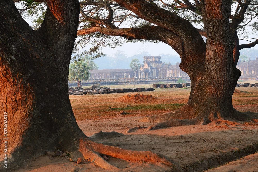 The silhouette of the trunk and branches of the large Monkey Pod or East Indian Walnut tree with stone temple in the mist in background, Angkor Wat, Siem Reap, Cambodia The silhouette of the trunk and branches of the large Monkey Pod or East Indian Walnut tree with stone temple in the mist in background, Angkor Wat, Siem Reap, Cambodia