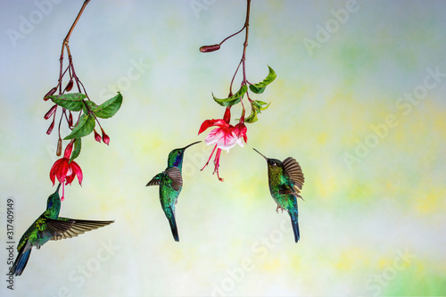 Two Thalassinus hummingbird and one  Fiery-throated hummingbird photo