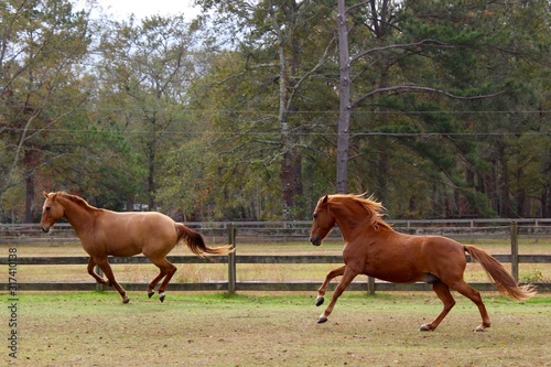 Horses Running and Playing