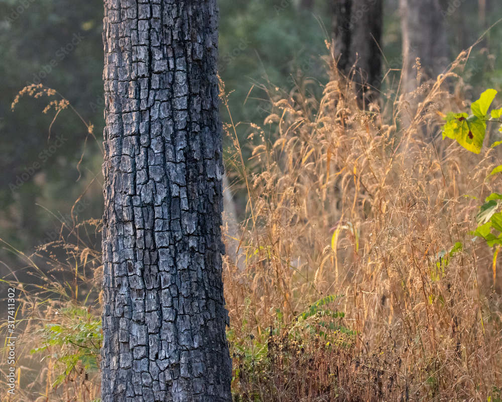 Crocodile bark tree Stock Photo | Adobe Stock