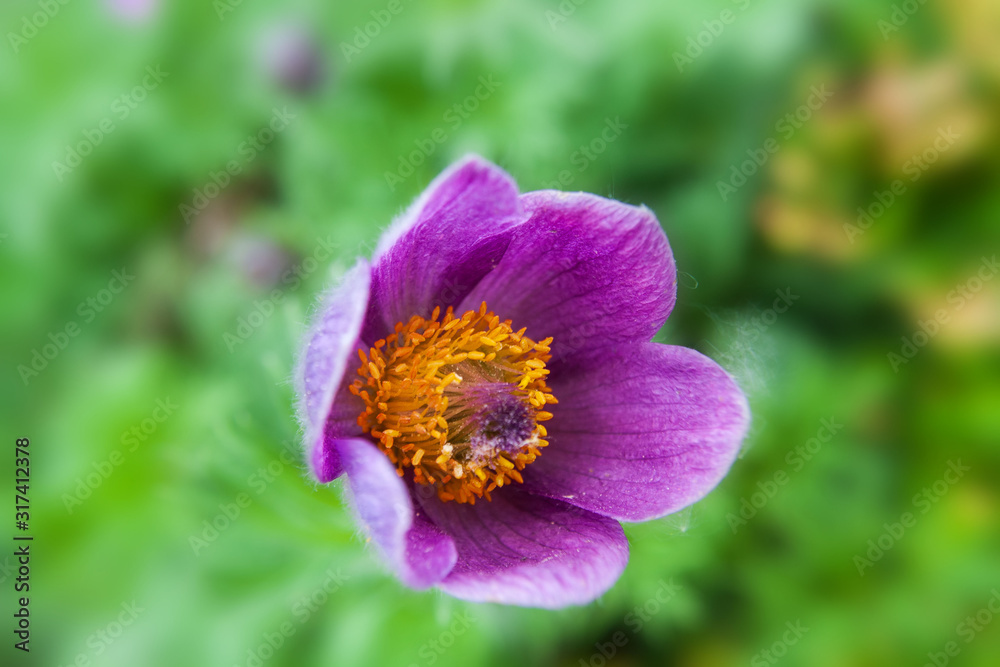 Purple, beautiful pasque flower on a green background Purple, beautiful pasque flower on a green background