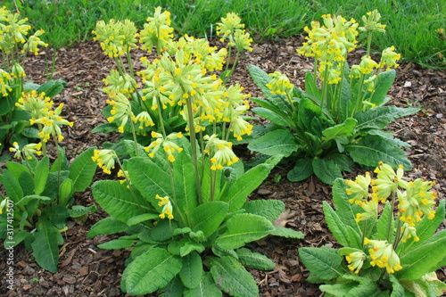 Foto Yellow, magnificent flowers of primrose - Primula veris