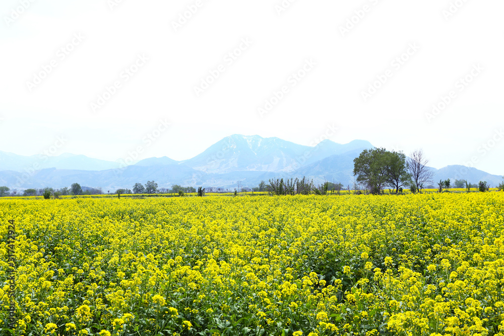 信州 いいやま菜の花畑 信州 いいやま菜の花畑