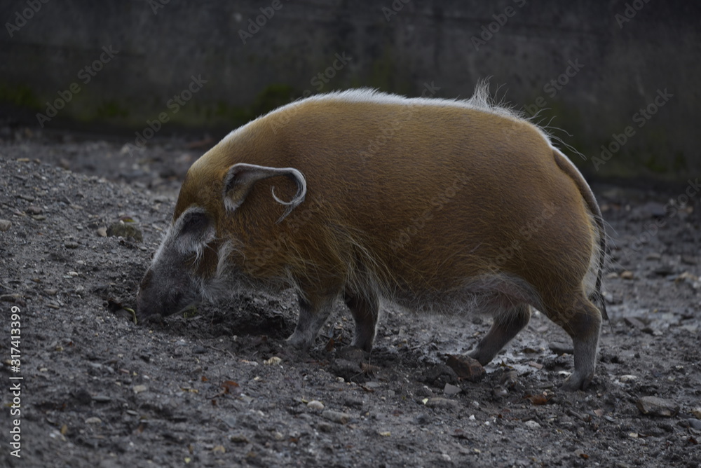 red river hog digging for food red river hog digging for food