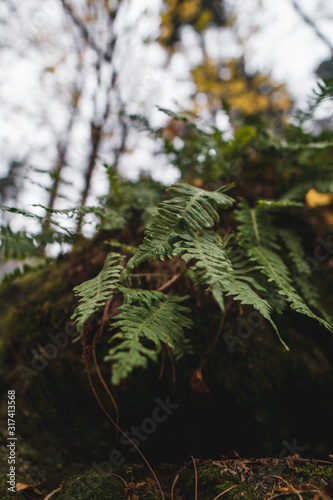 fern in forest