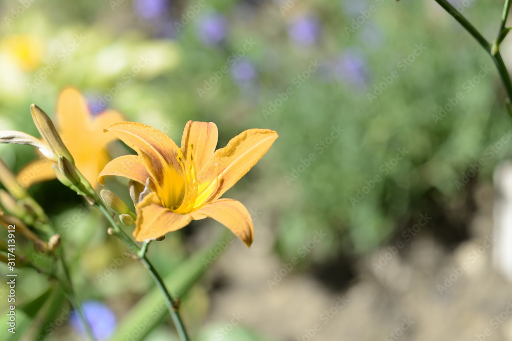 Yellow lily flowers in a summer garden on a bright sunny day close-up Yellow lily flowers in a summer garden on a bright sunny day close-up