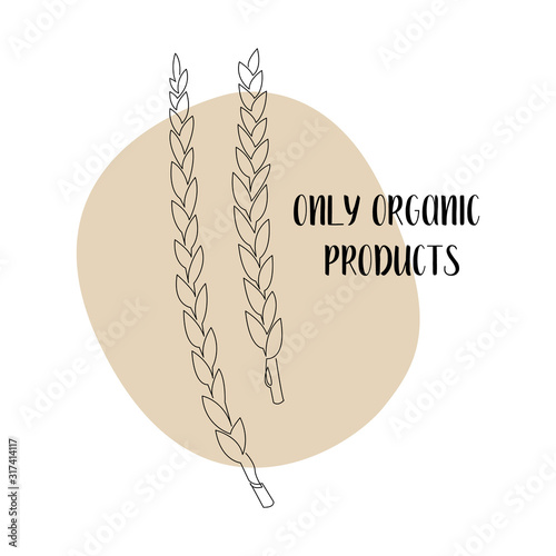 Continuous line spelt wheat, grain crop, organic product. Vector line art. Perfect for logo, packaging design, icon