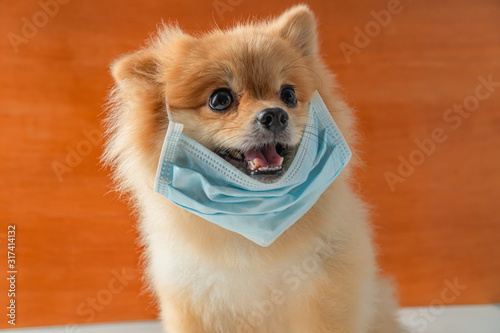 Dog wearing air pollution mask for protect dust PM2.5,Pomeranian, small breed dogs, put on a health mask sit on a white table