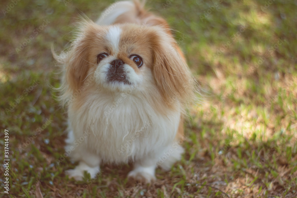 Beautiful little dog breed looking suspiciously.