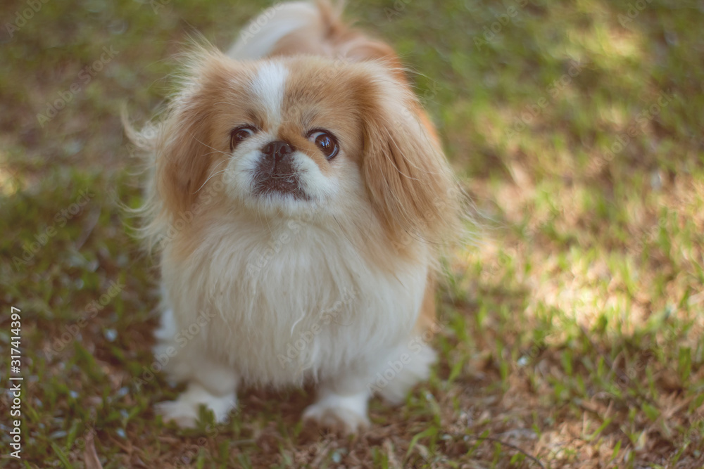 Beautiful little dog breed looking suspiciously. Beautiful little dog breed looking suspiciously.
