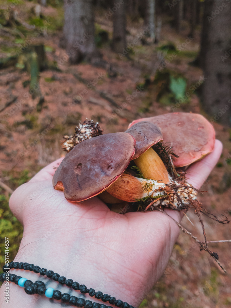 mushroom in forest mushroom in forest