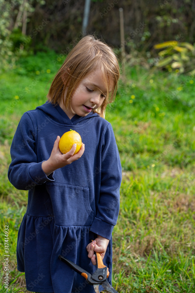 A 6 year old girl outside in a green garden picking lemons with garden clippers A 6 year old girl outside in a green garden picking lemons with garden clippers