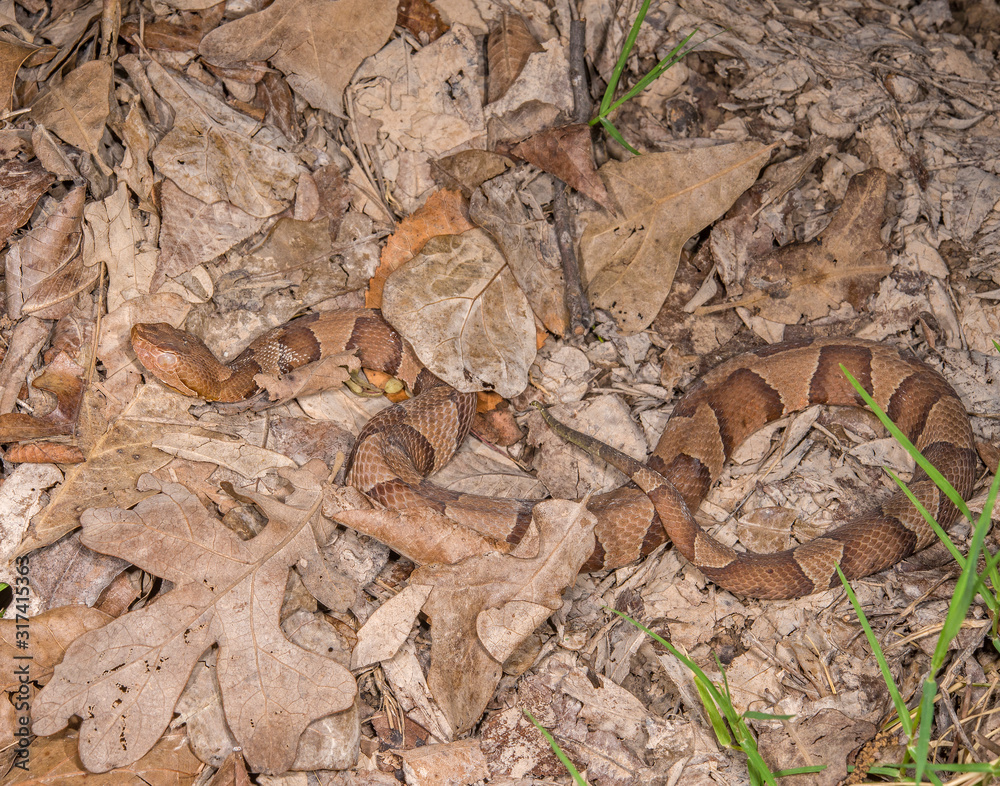 Copperhead Copperhead