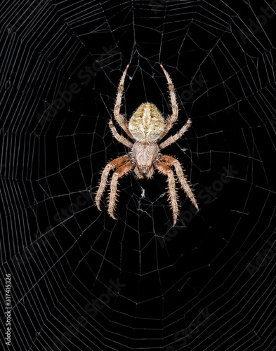 Spider in the dark