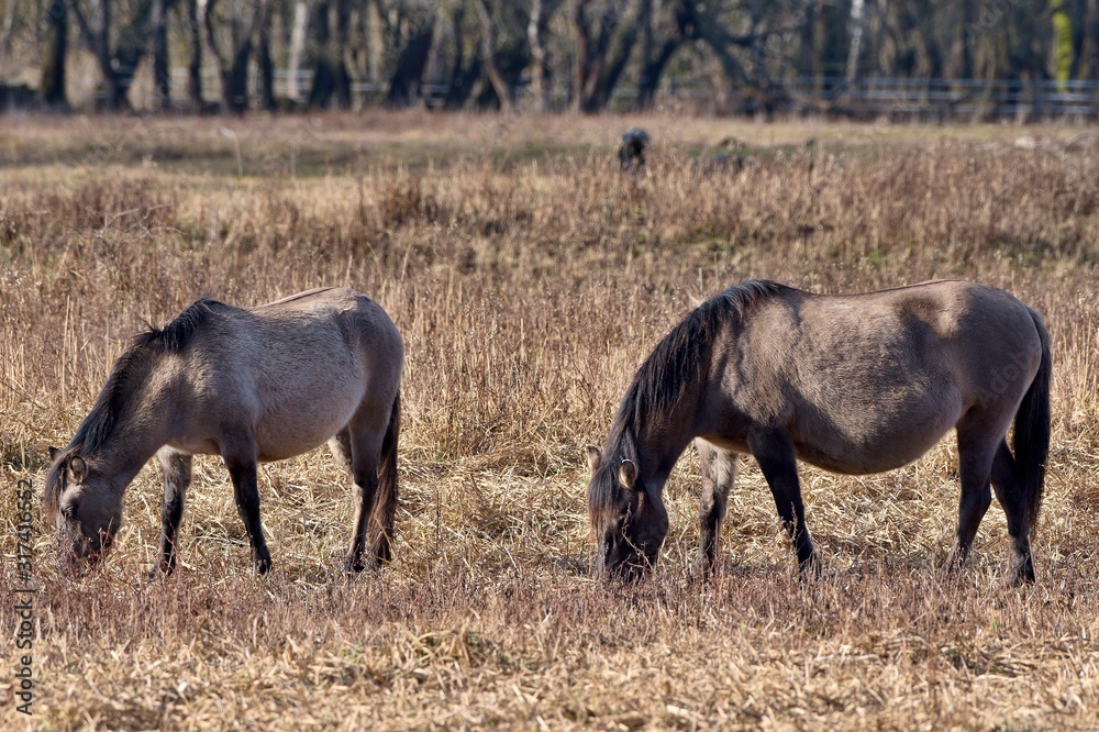 Herd of wild Polish horses in autumn pasture, Marchegg, Austria Herd of wild Polish horses in autumn pasture, Marchegg, Austria