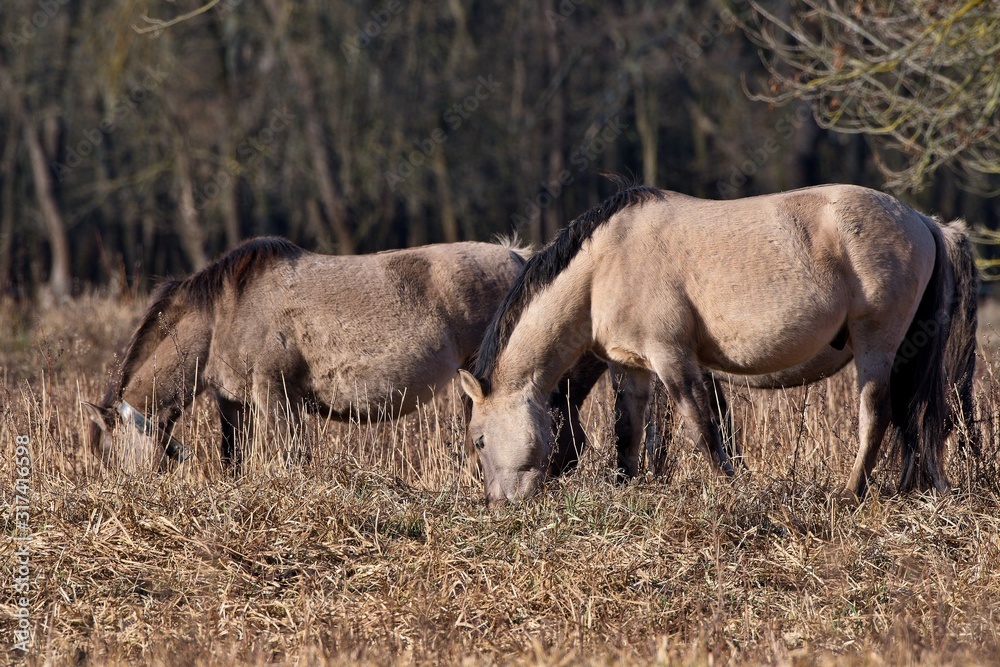 Herd of wild Polish horses in autumn pasture, Marchegg, Austria Herd of wild Polish horses in autumn pasture, Marchegg, Austria