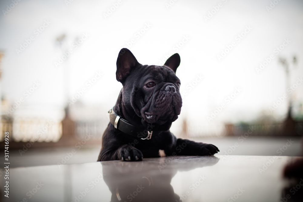 Black dog french bulldog in the city center