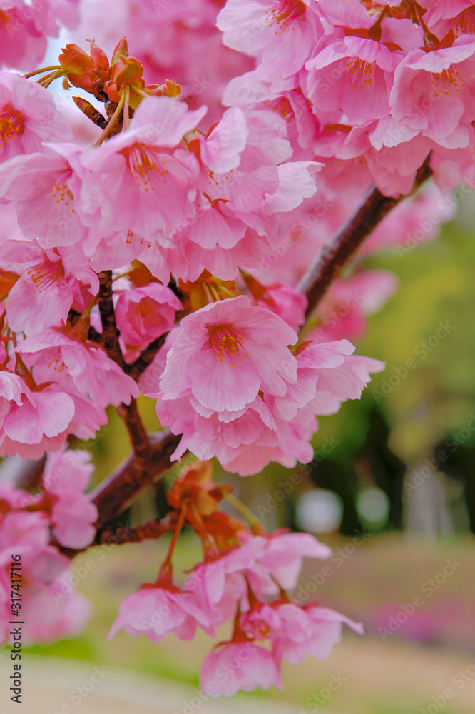 Obraz premium 暖かな新しい春の到来、サクラが満開です