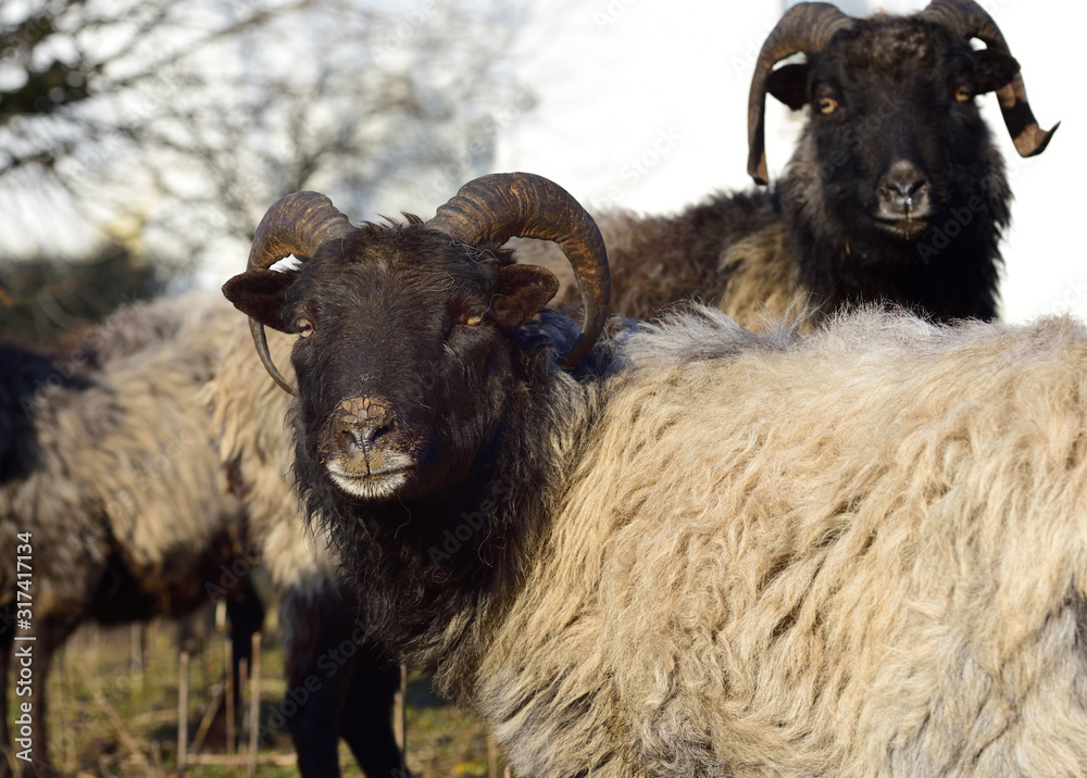 Several brown shaggy sheep with horns stand together in a herd in winter against a white background outdoors in agriculture Several brown shaggy sheep with horns stand together in a herd in winter against a white background outdoors in agriculture