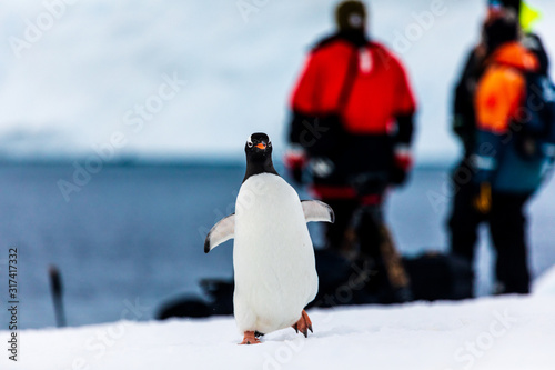 Photographers in Antarctica photography expedition watching a penguin walk on the ice and snow