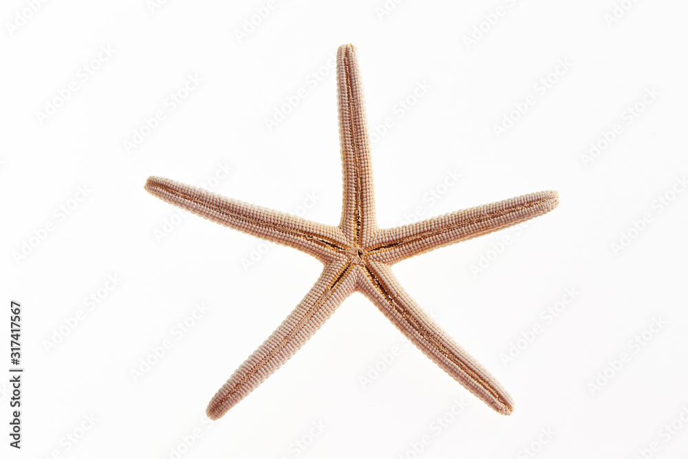 Isolated starfish on white background Isolated starfish on white background