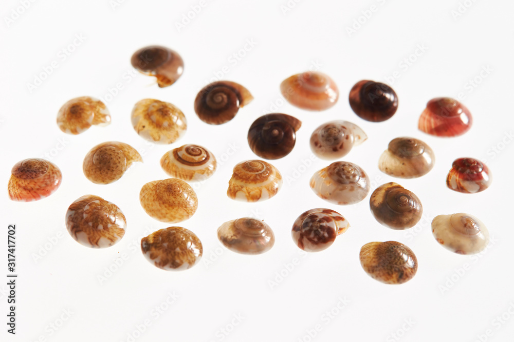 Various seashells on white background Various seashells on white background