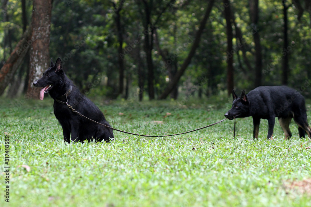 my 2 german shepherd dog playing together my 2 german shepherd dog playing together
