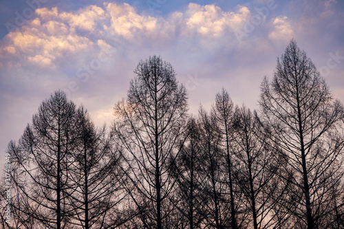 bare trees with flying leaves against a purple-pink sky, the tops of trees