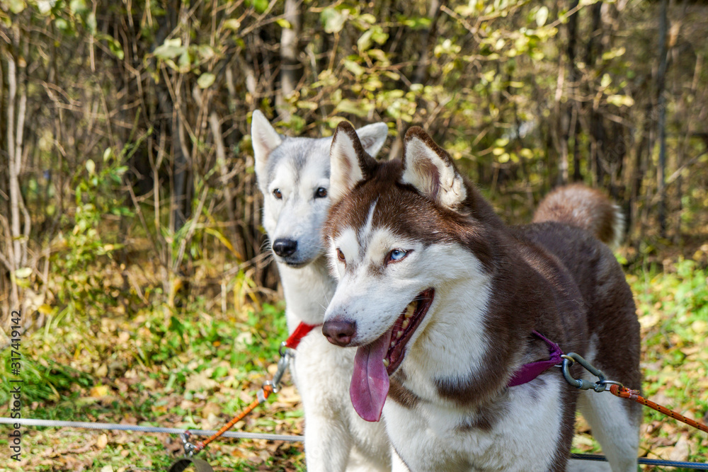 two husky dogs on a green summer background, white, gray, brown and red, cute and shaggy animals, portrait, look to the side, profile photo