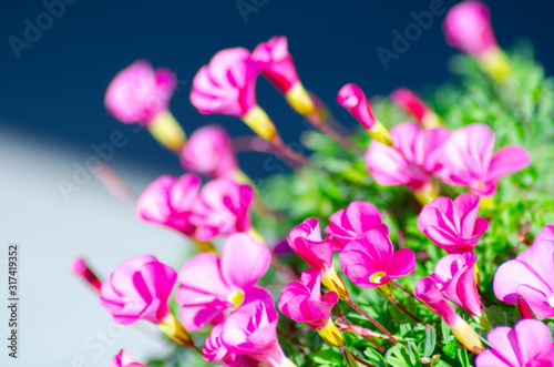 beautiful Japanese oxalis