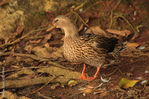 Pato Rosa photo