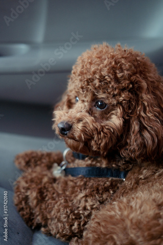 Toy poodle dog closeup portrait © Iuliia