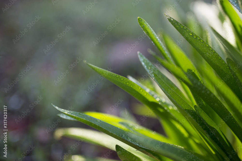 Beautiful green plant covered in water droplets with colorful bokeh Beautiful green plant covered in water droplets with colorful bokeh